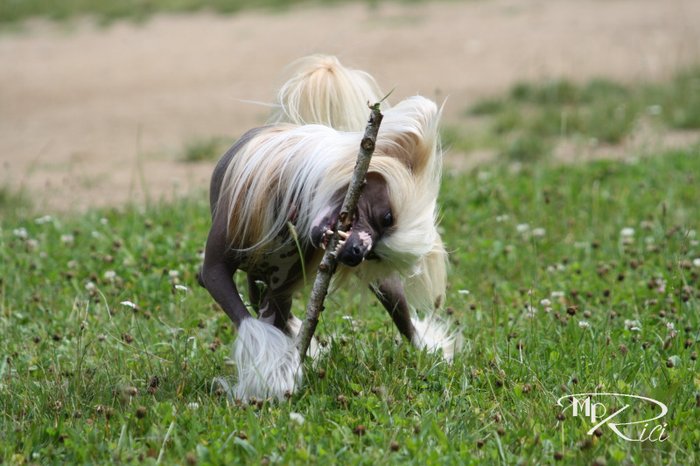 obr�zek: wili9.jpg; rozli�en�: 700 � 466 px; velikost 71 kB;